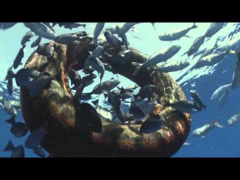 Um dos melhores filmes sobre os Oceanos. Fantástico. 26/4/13.