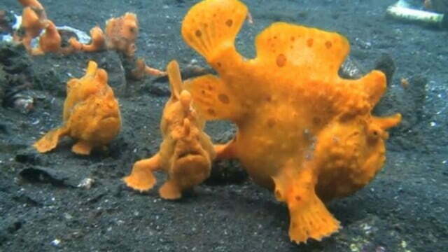 The Seas Strangest Square – 25/5/13