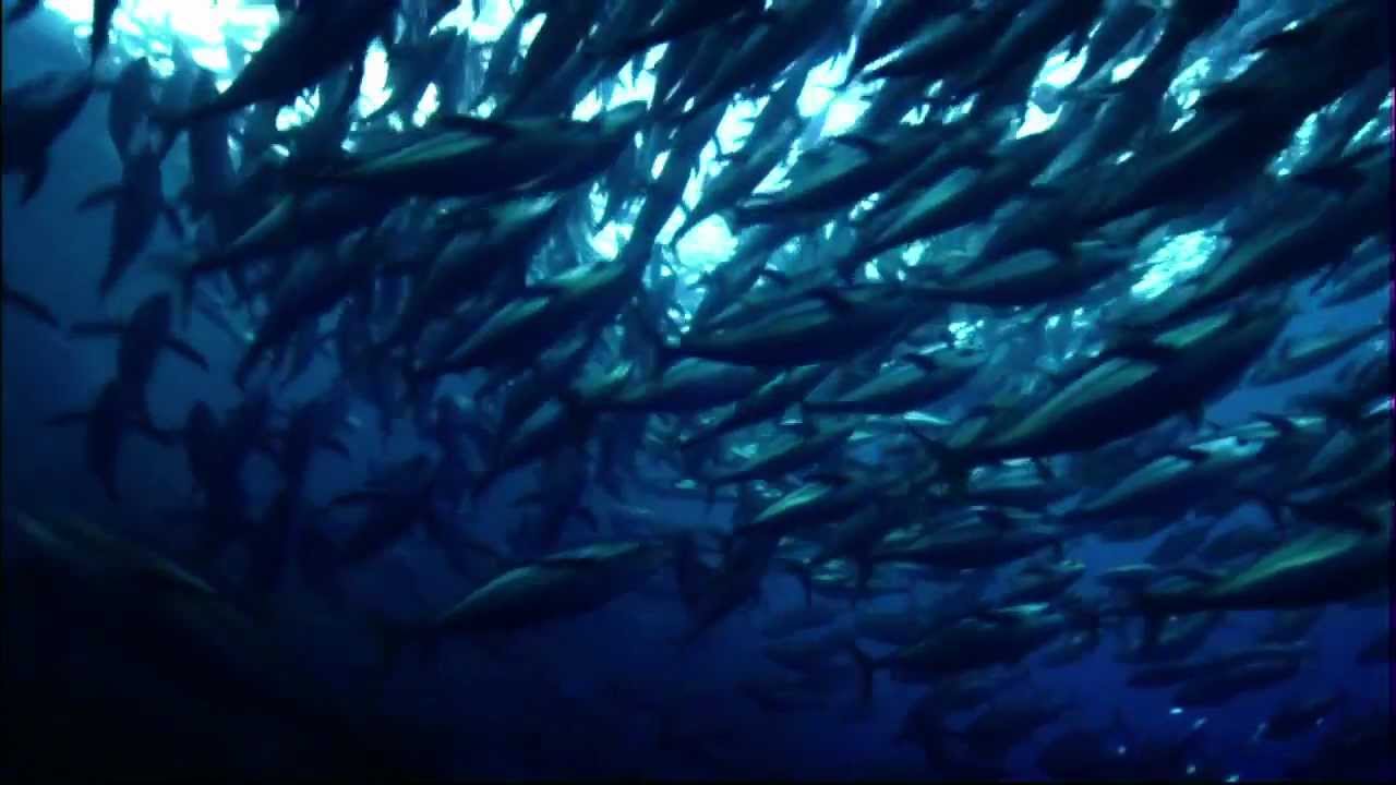 Oceana: How Saving the Oceans Can Feed the World