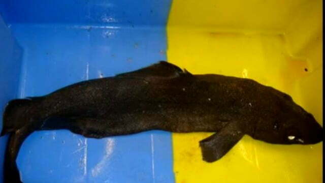 En Alerta – Pesca pirata: una amenaza a especies vulnerables y países pobres – 20/5/13