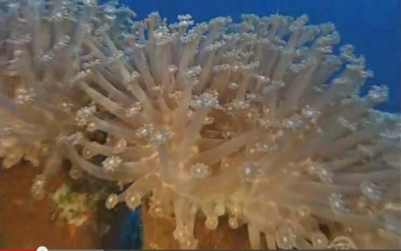 The great coral reef in Australia – 13/6/13