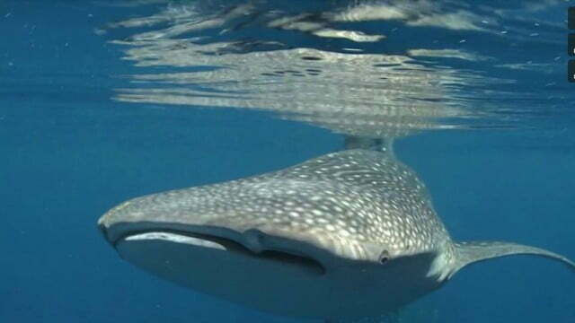 THE GIANTS OF CENDERAWASIH BAY – 03/6/13