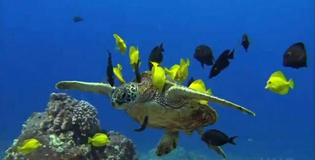 Beautiful underwater life – 04/6/13
