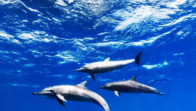 golfinhos no fundo do mar de noronha