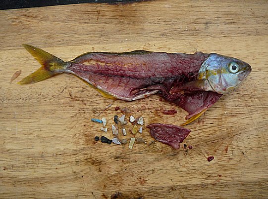 imagem de estômago de peixe cheio de plástico