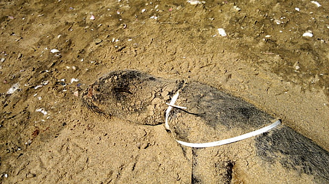 Navios descartam lixo no mar, imagem de animal morto na praia