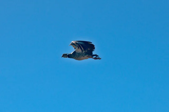  Imagem da ave Tahã em voo, na Estação Ecológica do Taim
