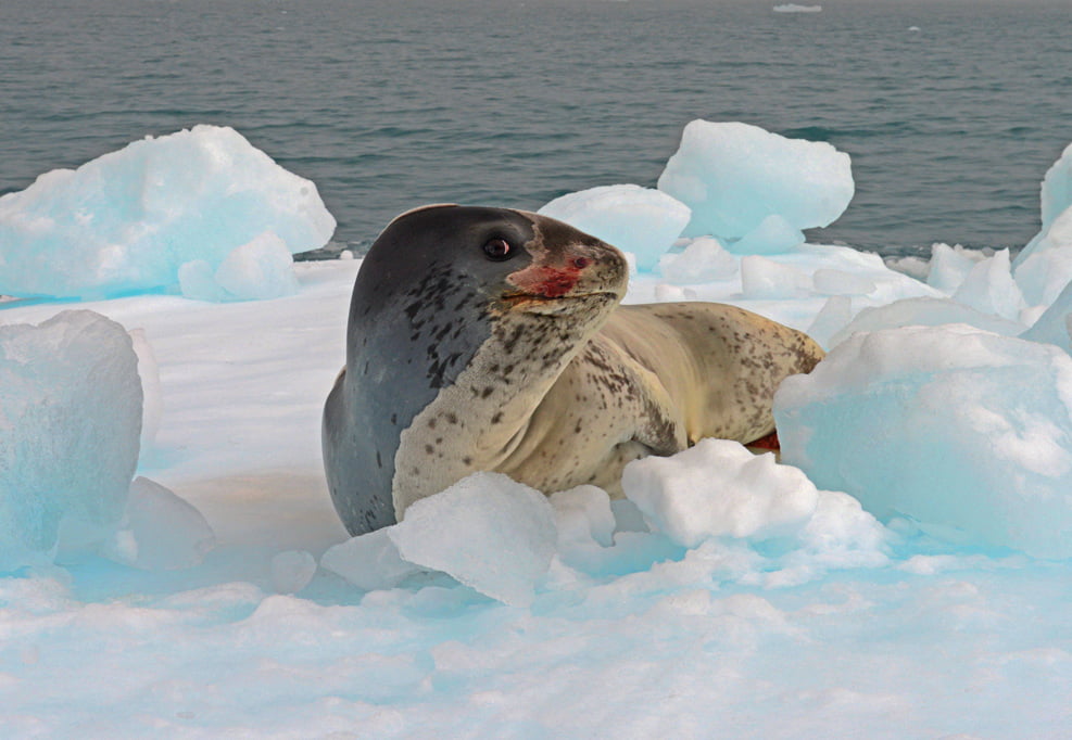 A foca leopardo e um predador que impoe respeito.