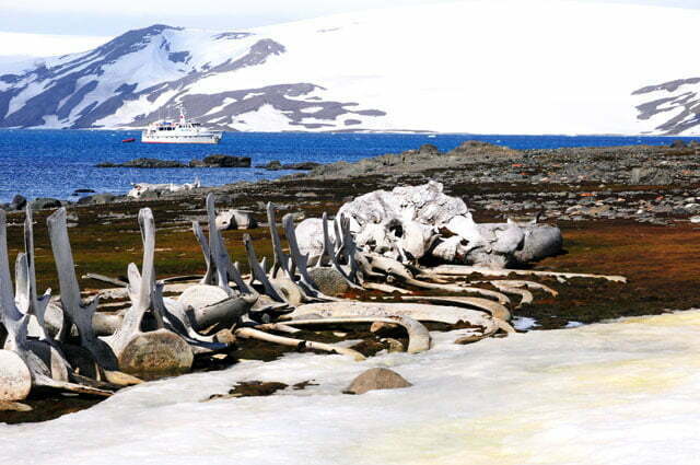 imagem de Esqueleto de baleias montado pela equipe de Cousteau, na antártica