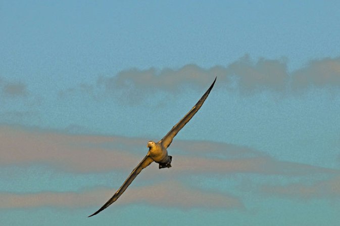 albatroz, símbolo do estreito de Drake