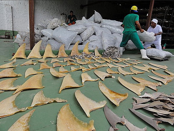 Matança de tubarões no Brasil, imagem de barbatanas de tubarão secando ao sol