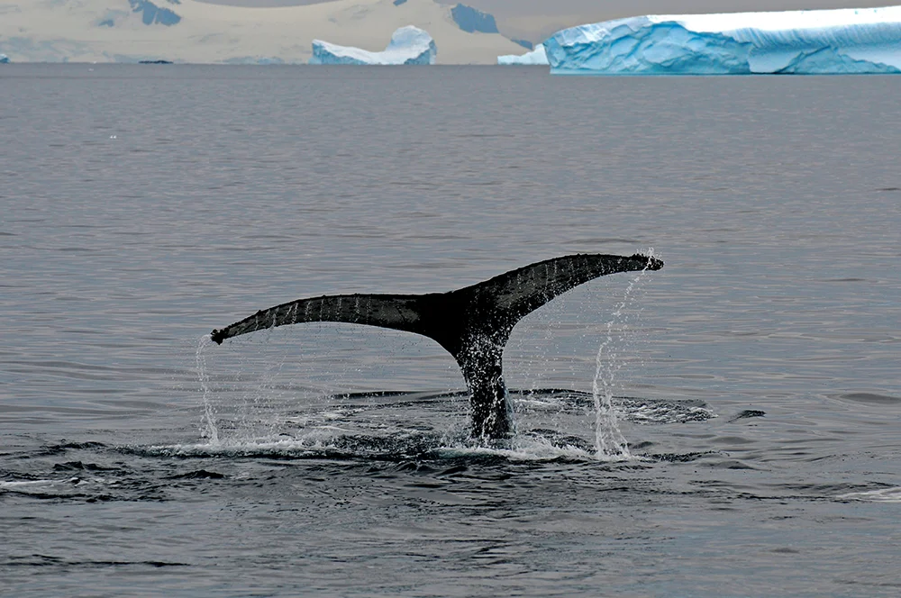 Viagem à Antártica, Trinity, Deception, Rei George, Cabo Horn, Ushuaia, imagem de cauda de baleia fora dagua