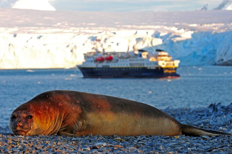 Viagem à Antártica, das Ilhas Argentinas até a Ilha Trinity, imagem de elefante marinho e navio