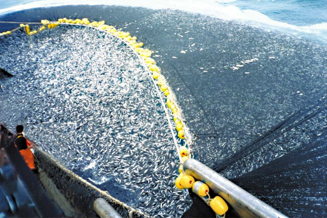 dez países controlam a maior fatia da pesca mundial, imagem de pesca com rede