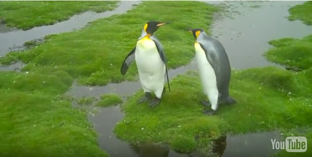 Pinguim, imagens de dois pinguins