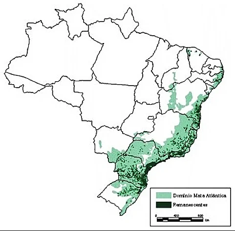 Desmatamento na Mata Atlântica, ilustração de mata atlântica no Brasil