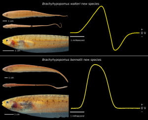 Novas espécies de peixes-elétricos descobertas em 2019 - Mar Sem Fim