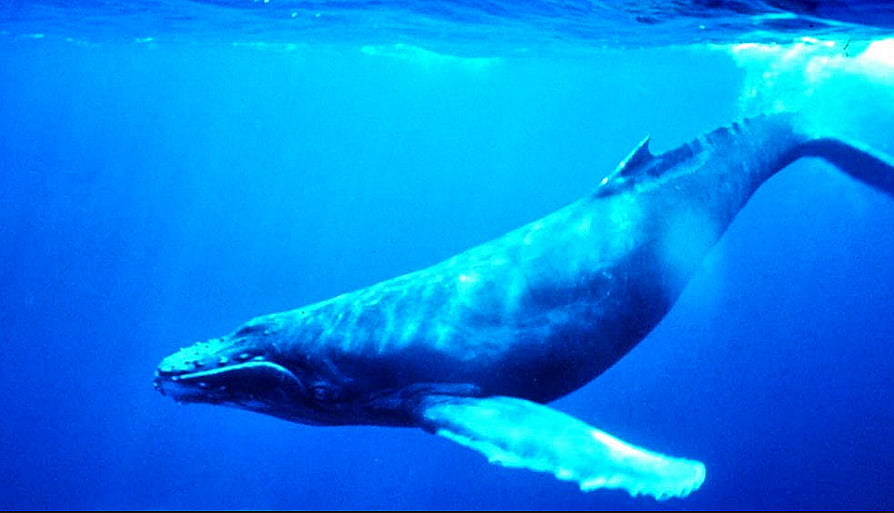 Leviathan ou baleia azul, imagem de baleia azul