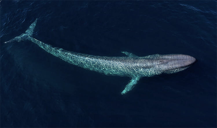 Leviathan ou baleia azul 