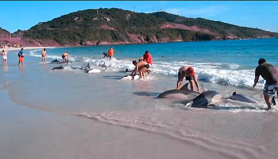 Golfinhos encalhados no Arraial do Cabo, imagem de Golfinhos encalhados no Arraial do Cabo