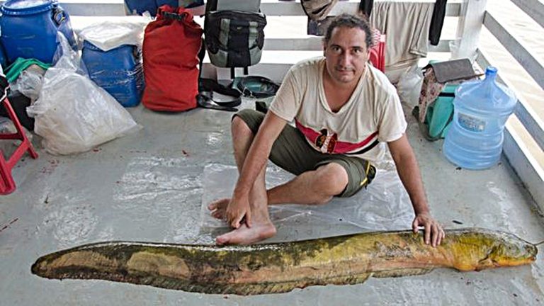 imagem de porque, uma das novas espécies de peixes elétricos da amazônia