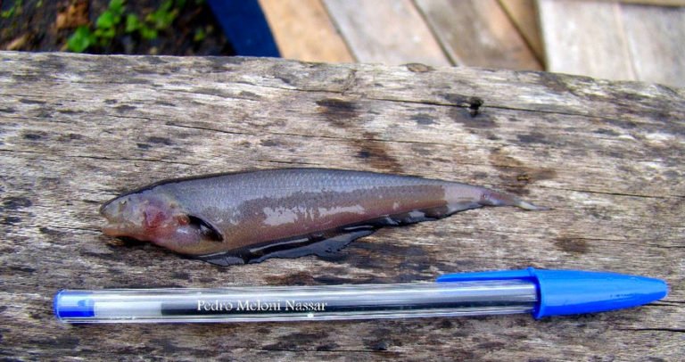imagem de nova espécie de peixe elétrico, o sarapó