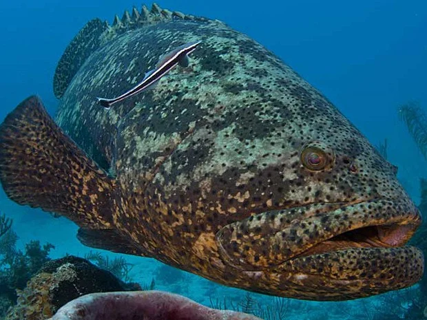 Declínio de sete espécies de peixe no sul da Bahia , imagem de um mero