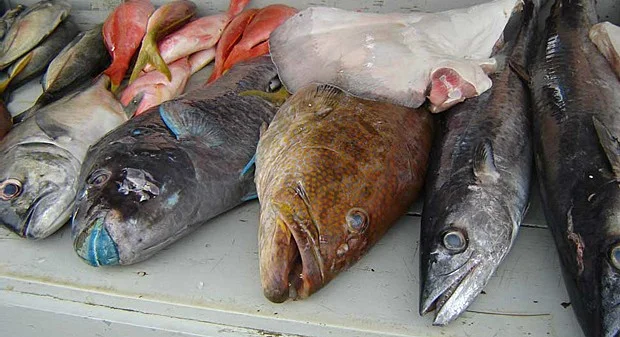 Declínio de sete espécies de peixe no sul da Bahia , imagem de peixes em peixaria