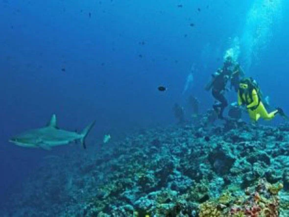 Pesca excessiva de tubarões, imagem de tubarão em recife de coral