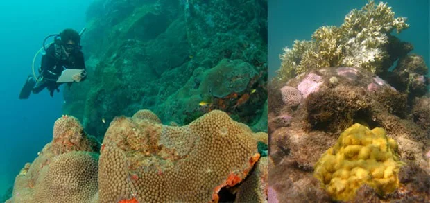 Ecossistema marinho, imagem de corais