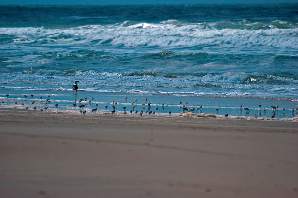 Litoral ou praias, imagem de aves marinhas se alimentando em praia