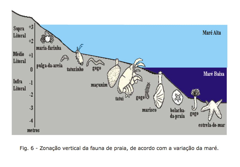 litoral ou praias, imagem de ilustração mostrando uma praia como ecossistema marinho
