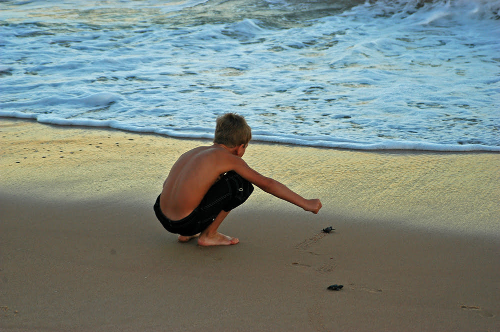 litoral ou praia, imagem de tartaruga em praia