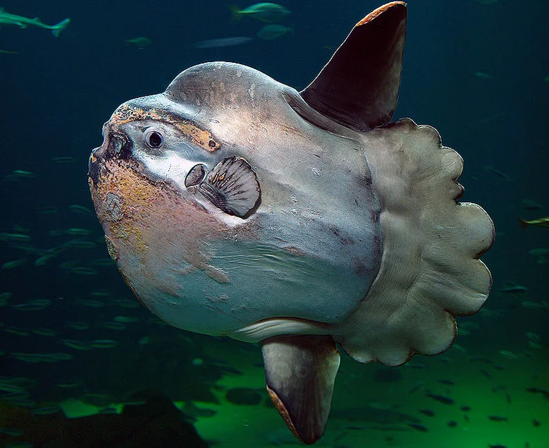 Peixe-lua: uma criatura muito estranha e ameaçada de extinção, imagem de peixe lua