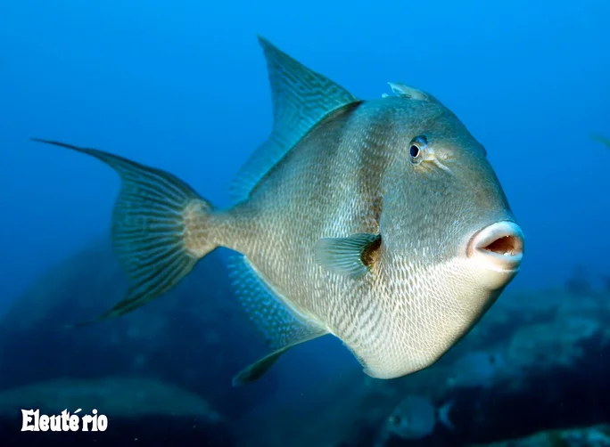 Peixes falam, imagem de peixe