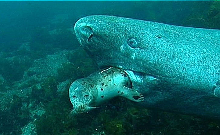  imagem de um Tubarão Greenland engolindo um filhote de foca