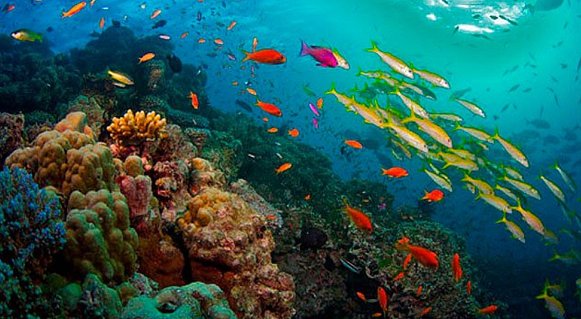 Temporada de reprodução, imagem da Grande Barreira de Corais
