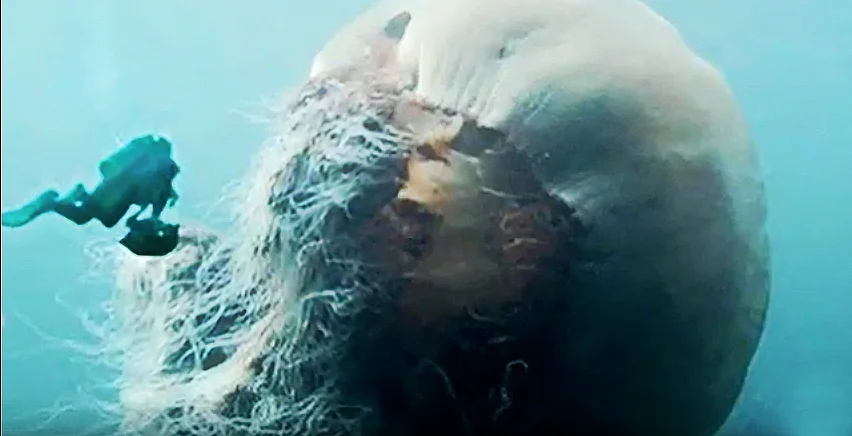 Água viva gigante, imagem de água- viva gigantesca