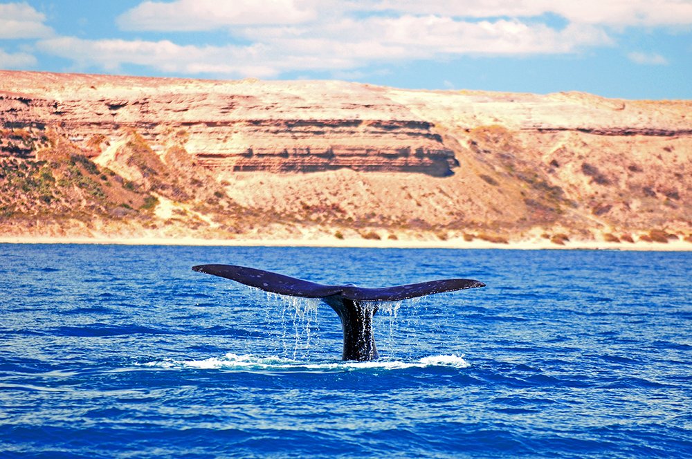  imagem de cauda baleia franca na península vales