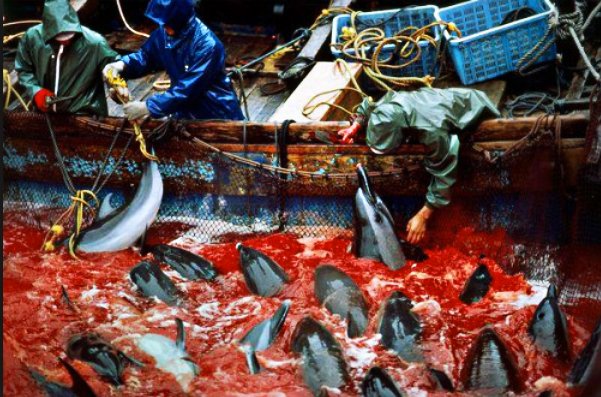 Caça de golfinhos e baleias, imagen de caças aos golfinhos em Taiji, Japão