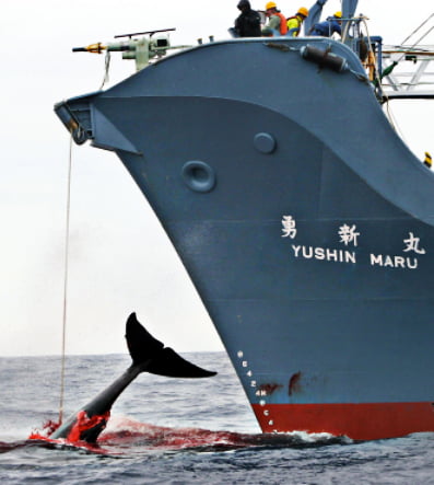 Caça de golfinhos e baleias, imagem de navio baleeiro japonês