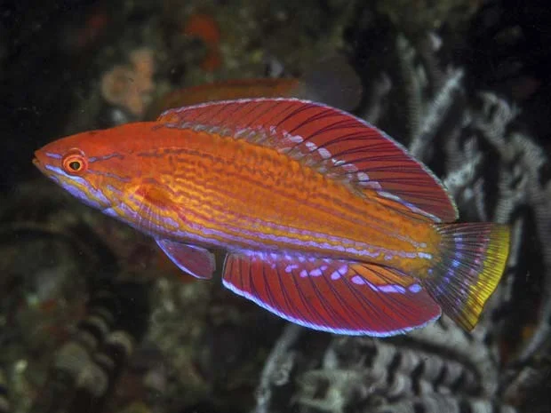 Nova espécie de peixe descoberta, imagem de Novo peixe budião é descoberta na Indonésia