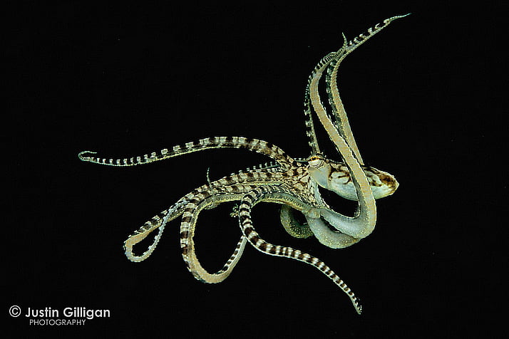 Nova espécie de polvo, imagem do polvo Mimicus Thaumoctopus.