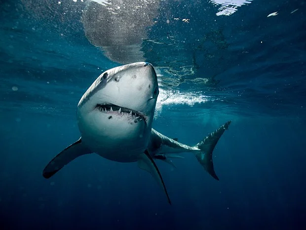 surfista morre, imagem de tubarão branco