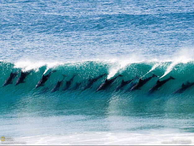 Os golfinhos e o surfe, imgem de Os golfinhos surfando onda