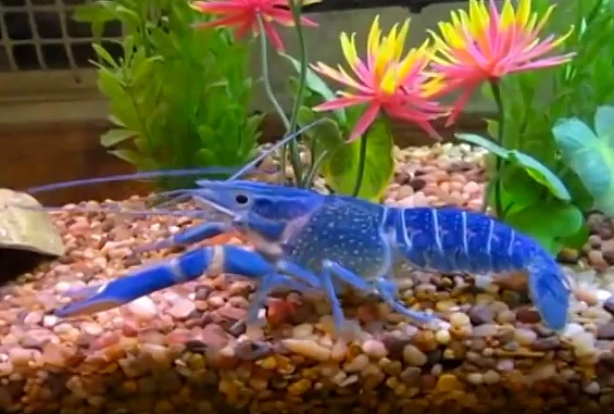 lagostas diferentes, imagem de lagosta azul