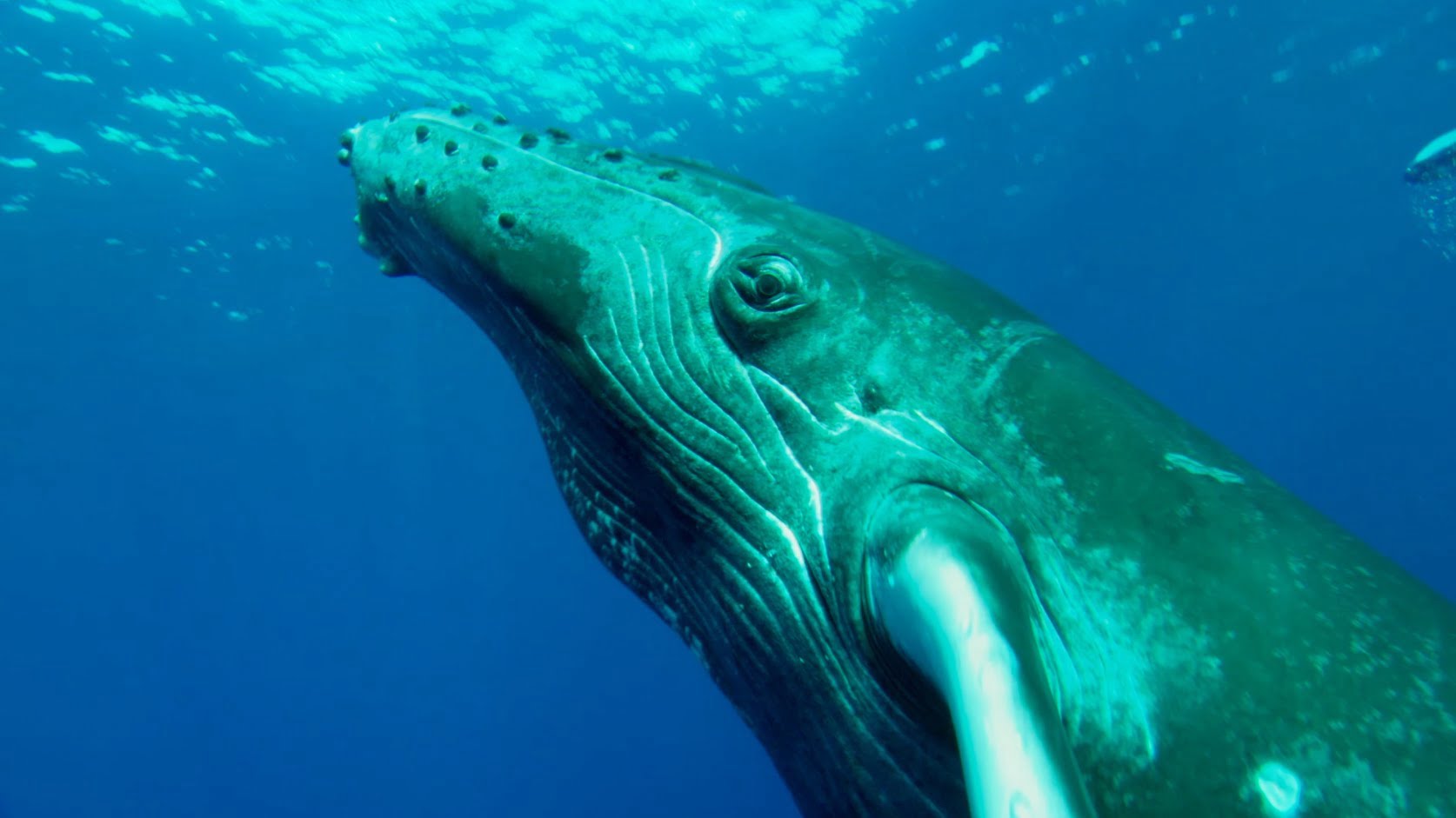 Scars of Freedon, de Céline Cousteau, imagem de baleia