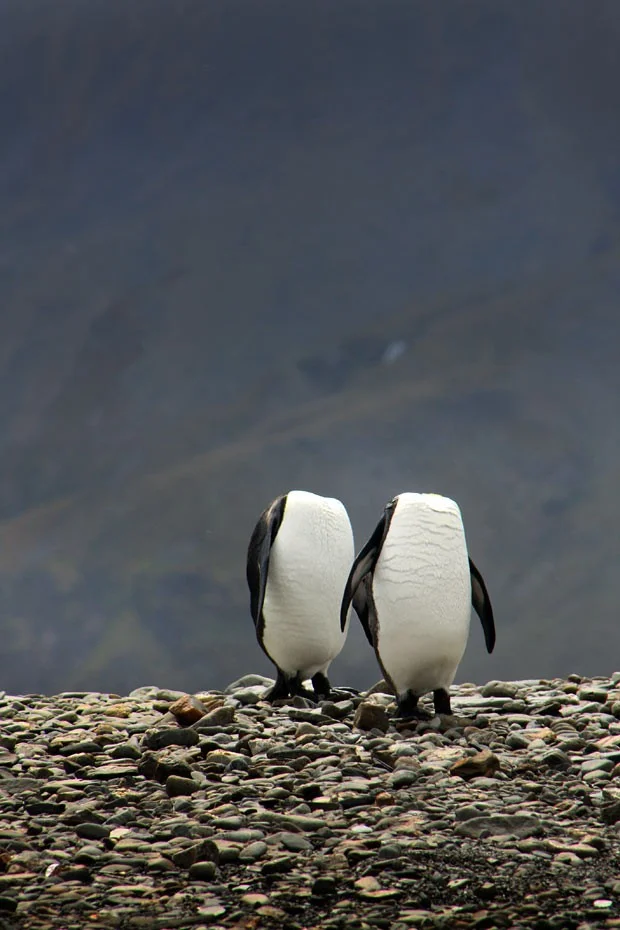 Dois pinguins sem cabeça , imagem de pinguim rei