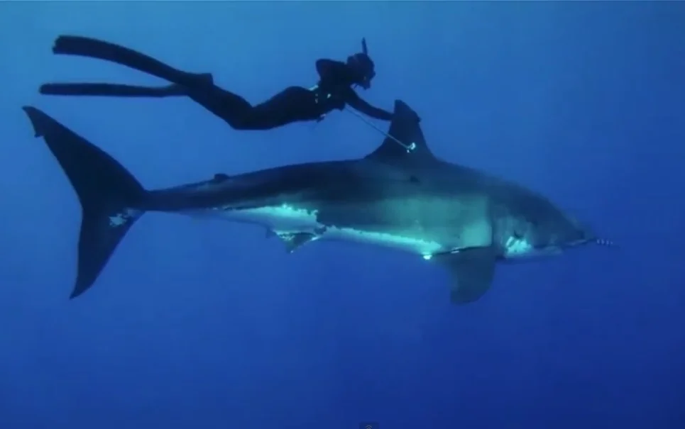 Nadar ao lado de um grande tubarão-branco, imagem de mergulhador nadando com tubarão