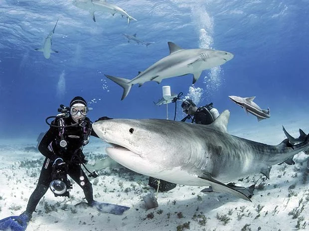imagem de mergulhador entre tubarões-tigre 